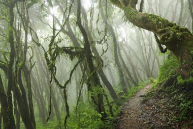 Güneydoğu Asya'nın derin orman