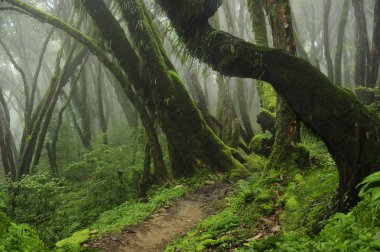 Güneydoğu Asya'nın derin orman