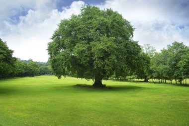 Derin tropikal ormanlarda Güneydoğu Asya'nın Ağustos