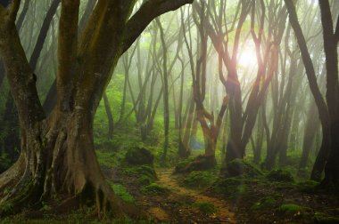 Güneydoğu Asya tropikal orman