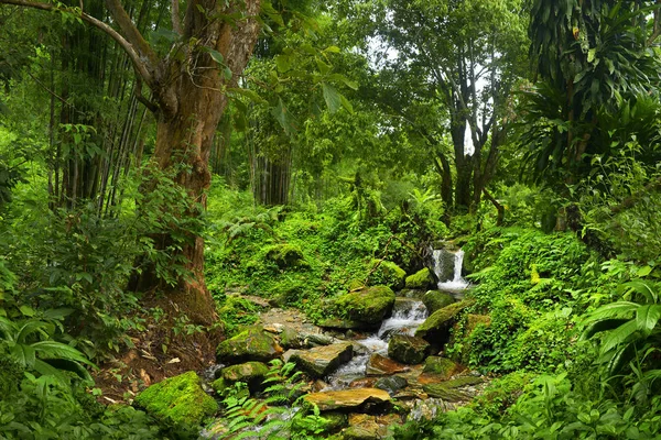 Selva profunda en el sudeste asiático — Foto de Stock