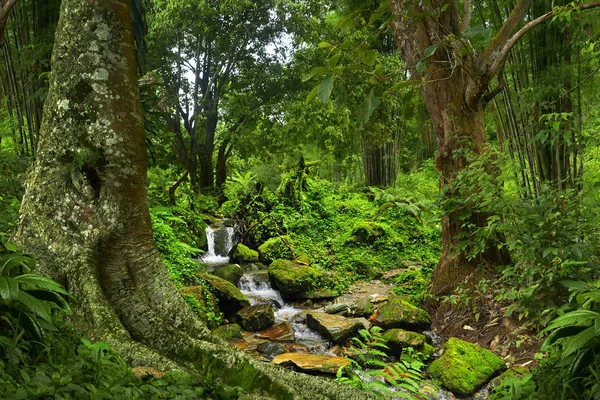 Jungle profonde en Asie du Sud-Est — Photo