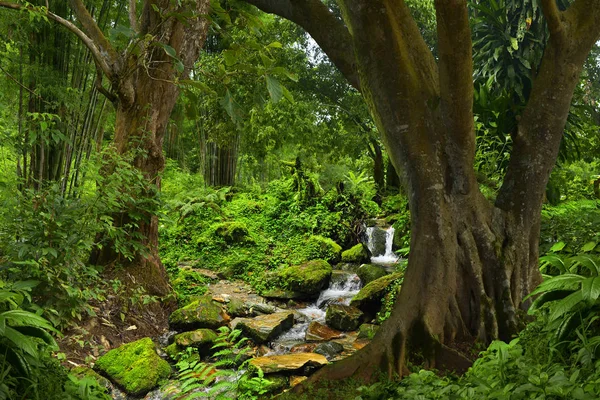 Jungle profonde en Asie du Sud-Est — Photo