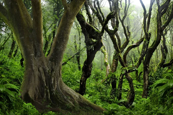 Floresta profunda no Sudeste Asiático — Fotografia de Stock