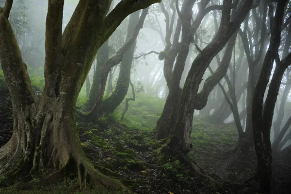 Selva profunda en el sudeste asiático — Foto de Stock