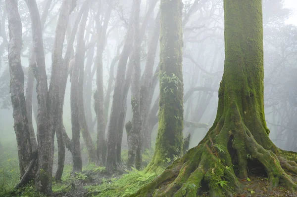 Floresta profunda no Sudeste Asiático — Fotografia de Stock