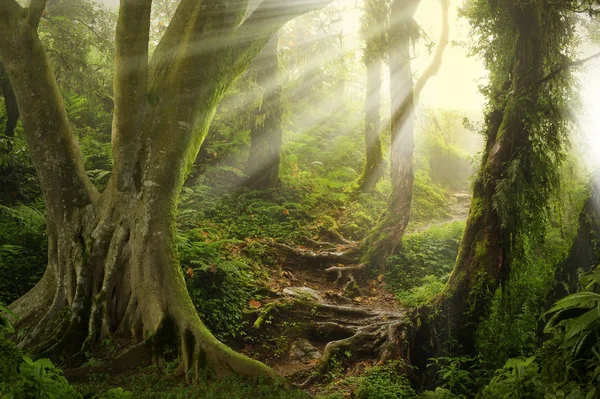 Floresta profunda no Sudeste Asiático — Fotografia de Stock