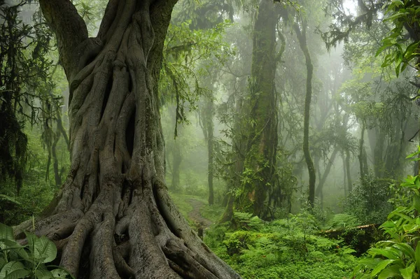 Βαθιά ζούγκλα στη Νοτιοανατολική Ασία — Φωτογραφία Αρχείου