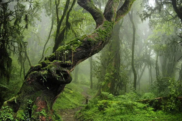 Głębokim dżungli w Azji Południowo-Wschodniej — Zdjęcie stockowe