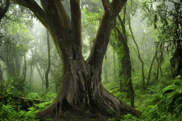 Floresta profunda no Sudeste Asiático — Fotografia de Stock