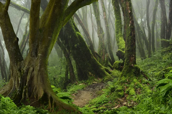 Selva profunda en el sudeste asiático — Foto de Stock