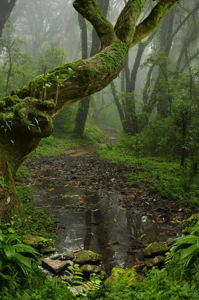 Hluboké džungli v jihovýchodní Asii — Stock fotografie
