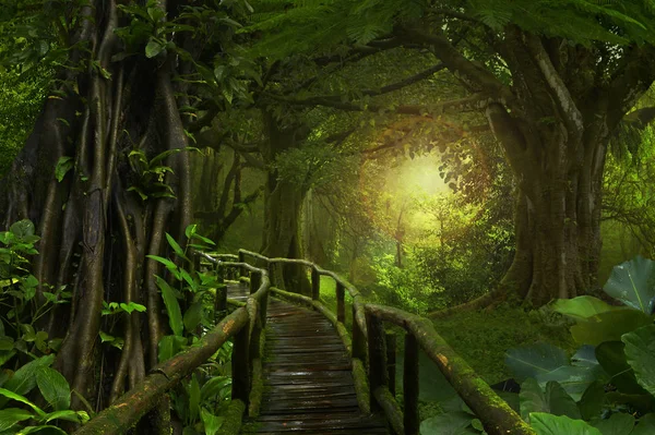 Deep jungle in Southeast Asia — Stock Photo, Image