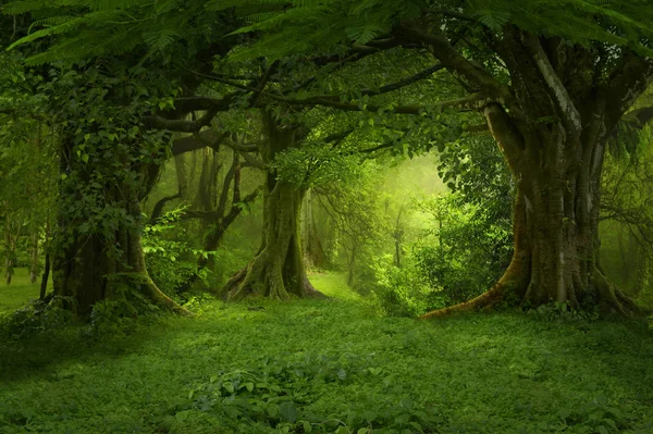 Deep jungle in Southeast Asia — Stock Photo, Image