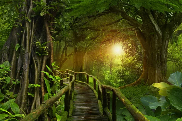 Deep jungle in Southeast Asia — Stock Photo, Image