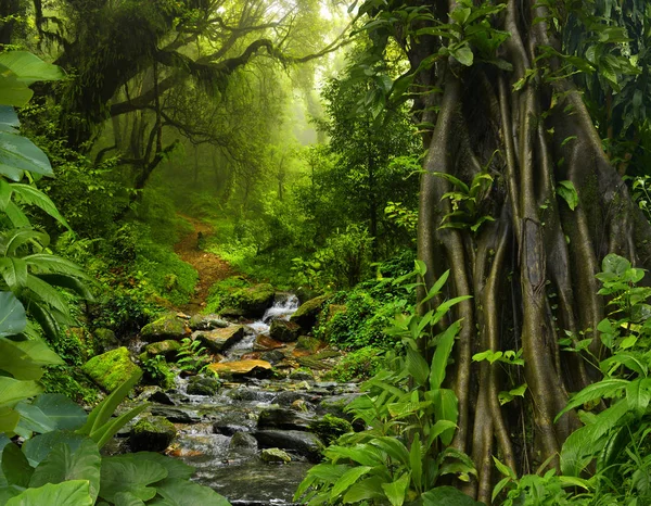 Tiefer Dschungel in Südostasien — Stockfoto
