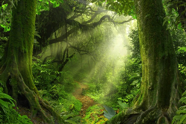 Deep jungle in Southeast Asia — Stock Photo, Image