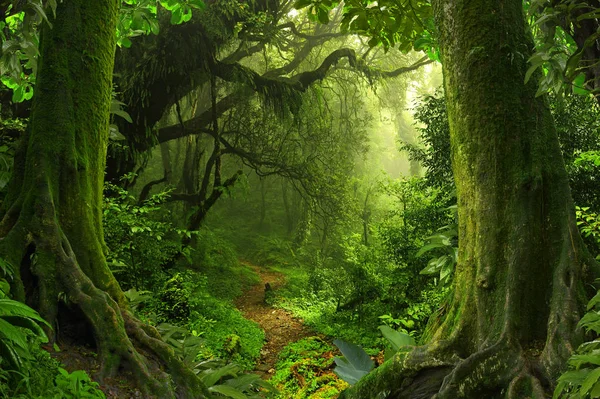 Deep jungle in Southeast Asia — Stock Photo, Image