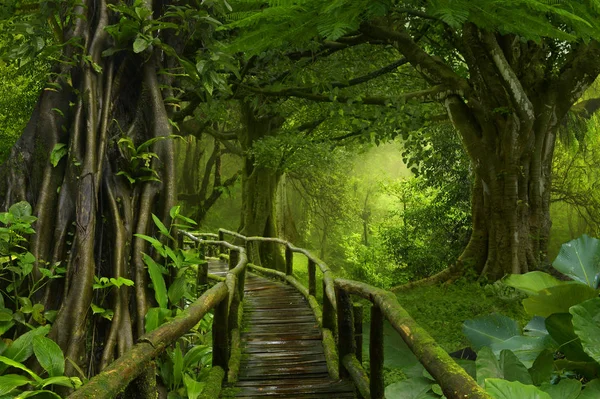 Deep tropical jungles of Southeast Asia in august