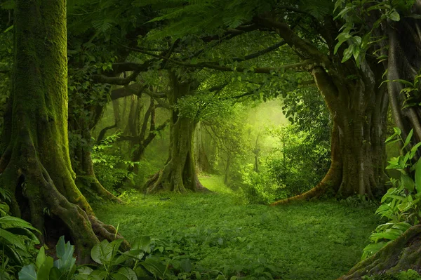 Deep tropical jungles of Southeast Asia in august — Stock Photo, Image