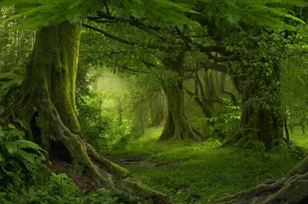 Deep tropical jungles of Southeast Asia in august
