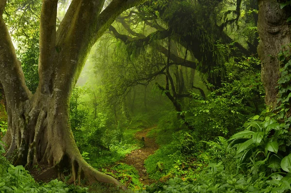 Jungles tropicales profondes de l'Asie du Sud-Est en août — Photo