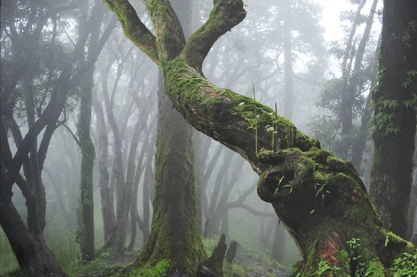 Deep tropical jungles of Southeast Asia in august — Stock Photo, Image