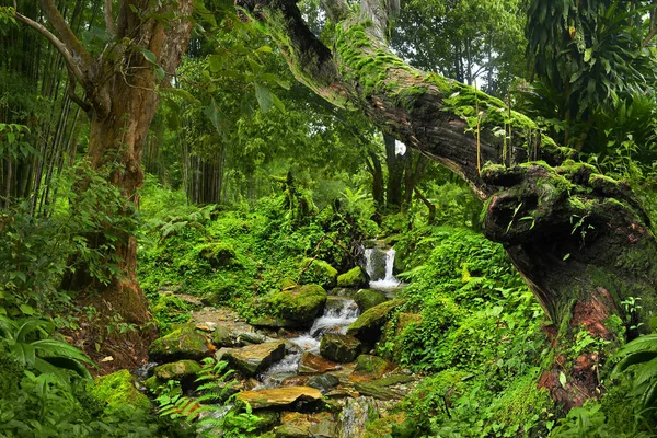 Sudeste Asiático selva tropical — Fotografia de Stock