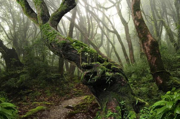 Zuidoost-Aziatische tropische jungle — Stockfoto