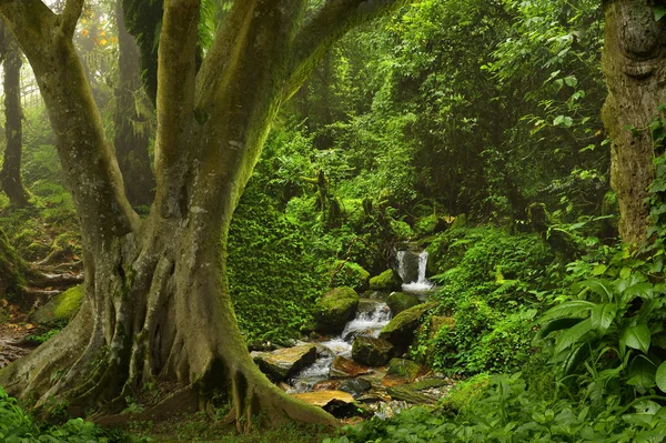 Southeast Asian tropical jungle — Stock Photo, Image