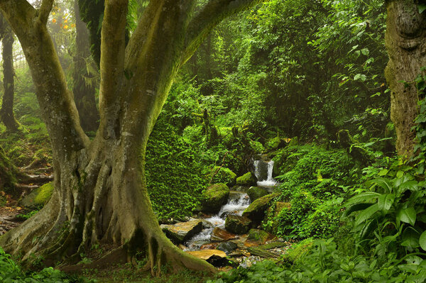 Southeast Asian tropical jungle