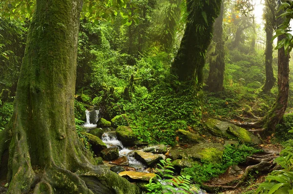 Selva tropical del sudeste asiático — Foto de Stock