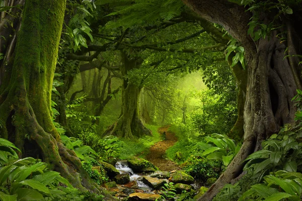 Südostasiatischer tropischer Urwald — Stockfoto