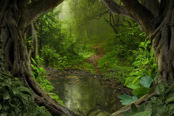 Südostasiatischer tropischer Urwald — Stockfoto