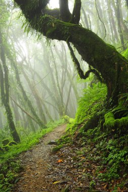 Güneydoğu Asya'da derin orman