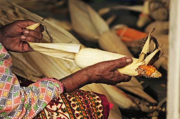 Recogida y limpieza de maíz — Foto de Stock