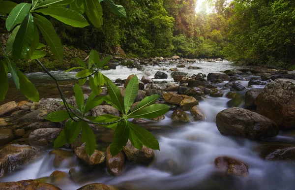 Deep asian hutan — Stok Foto