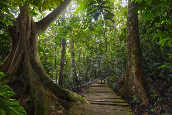 Hluboko asijské džungle — Stock fotografie