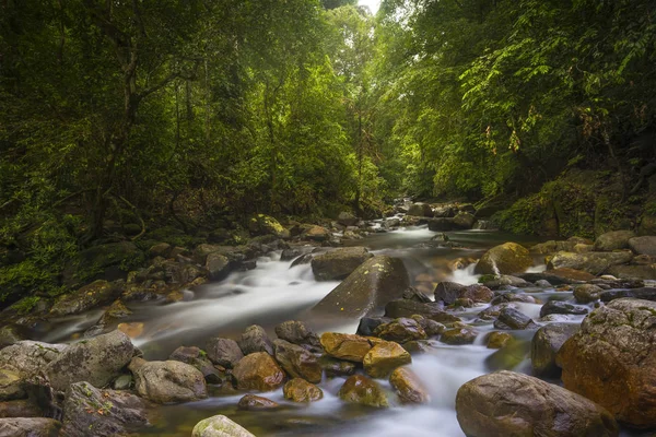 Profundo asiático selva — Fotografia de Stock