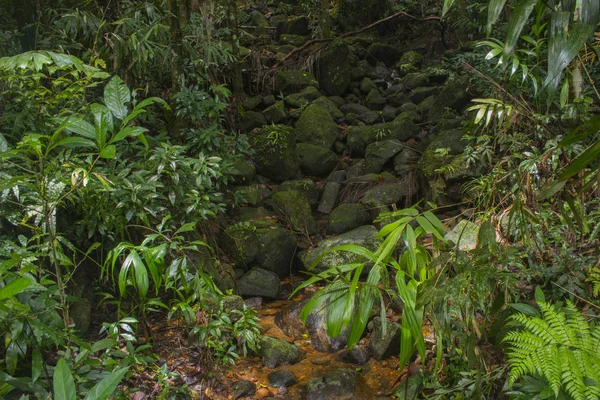 Profundo asiático selva — Fotografia de Stock