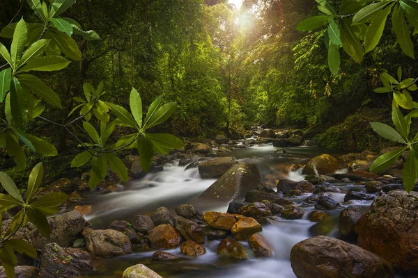 深いアジア ジャングル — ストック写真