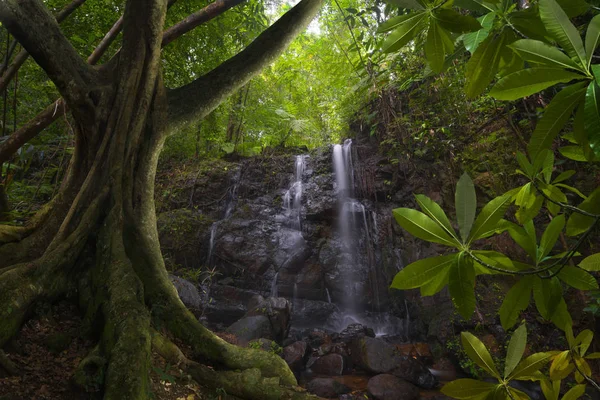 Deep asian jungle