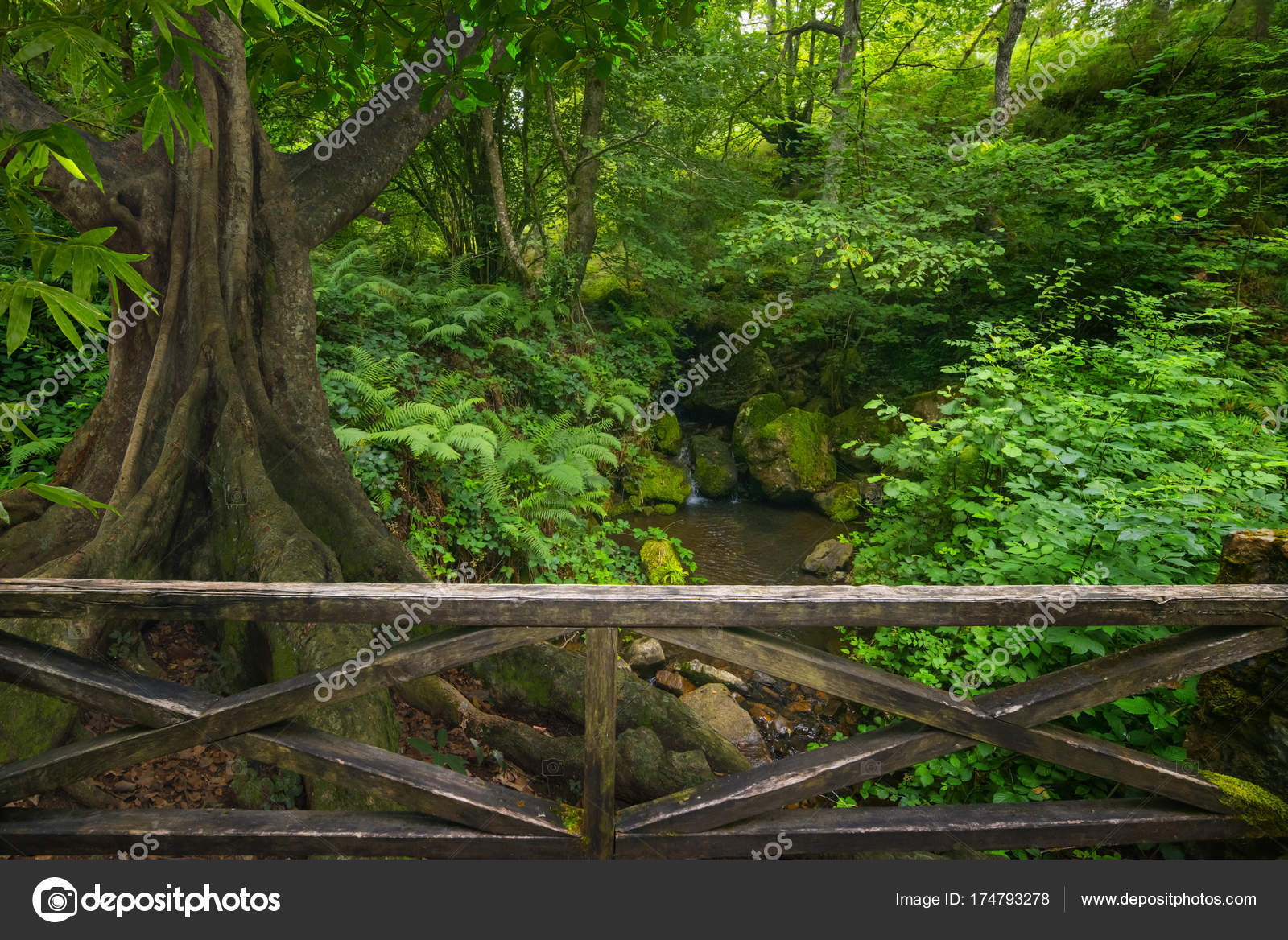 ジャングル写真素材 ロイヤリティフリージャングル画像 Depositphotos