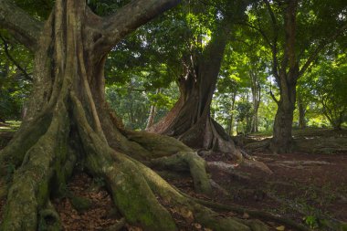 Güneydoğu Asya tropikal orman