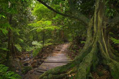 Güneydoğu Asya tropikal orman