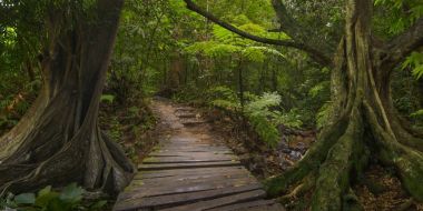 Güneydoğu Asya tropikal orman