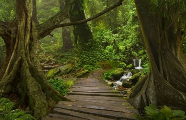 Güneydoğu Asya tropikal orman
