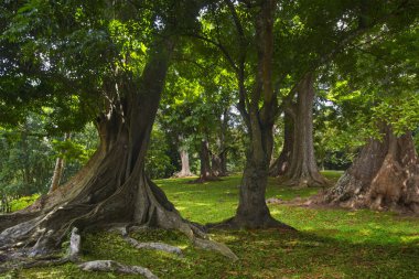 Güneydoğu Asya tropikal orman