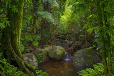 Güneydoğu Asya tropikal orman