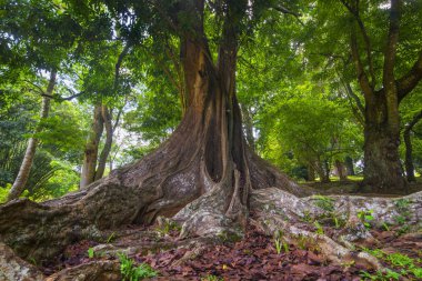 Güneydoğu Asya tropikal orman
